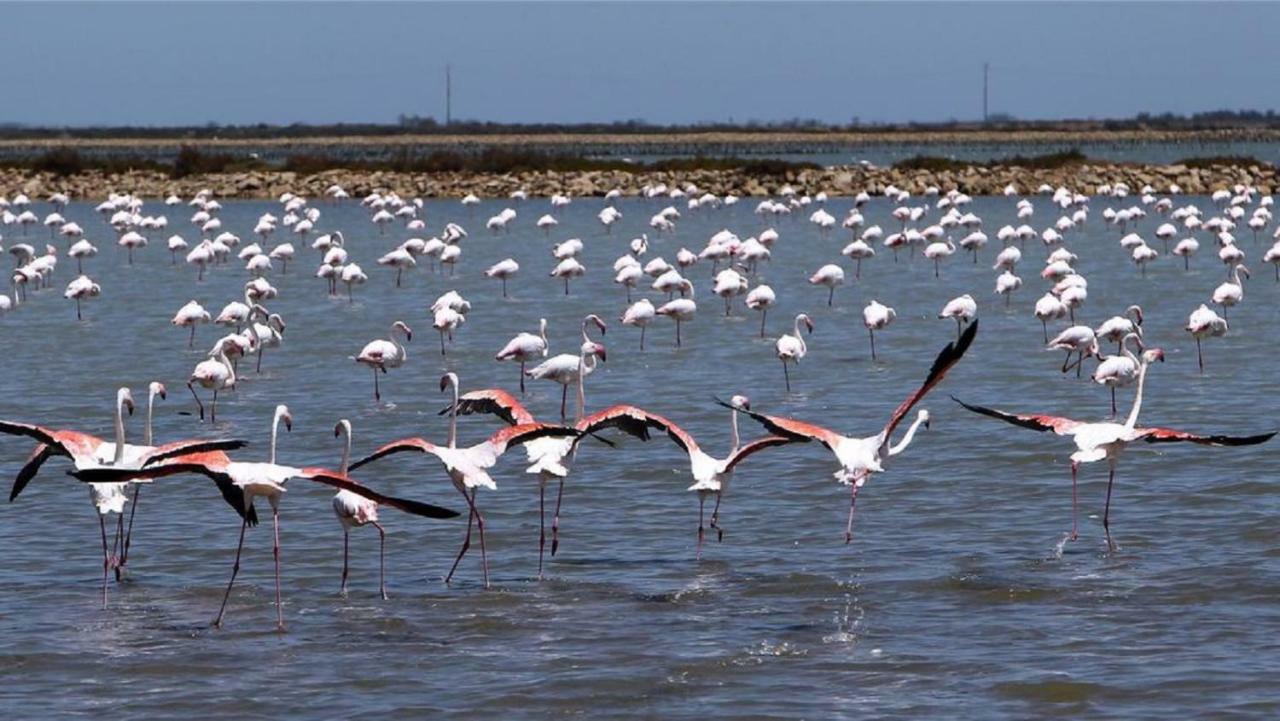 L'Hippocampe Daire Sète Dış mekan fotoğraf